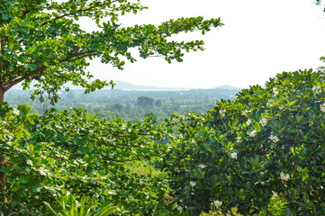 green leaves and blue sky