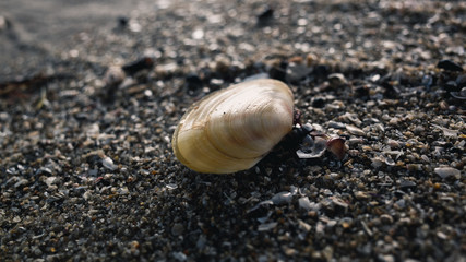 Seashell