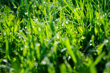 Fresh green grass with dew drops close up. Light morning dew on the green grass