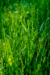 Fresh green grass with dew drops close up. Light morning dew on the green grass
