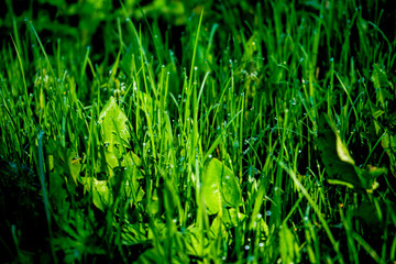 Fresh green grass with dew drops close up. Light morning dew on the green grass