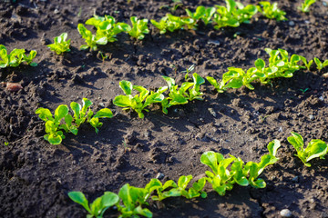 Green shoots in the garden. Seedling growing out of dark compost soil in a real garden, in the early spring. Shows bright green and stems.