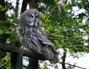 The great grey owl or great gray owl is a very large owl, documented as the world's largest species of owl by length. 