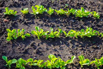 Green shoots in the garden. Seedling growing out of dark compost soil in a real garden, in the early spring. Shows bright green and stems.