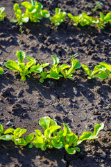 Green shoots in the garden. Seedling growing out of dark compost soil in a real garden, in the early spring. Shows bright green and stems.