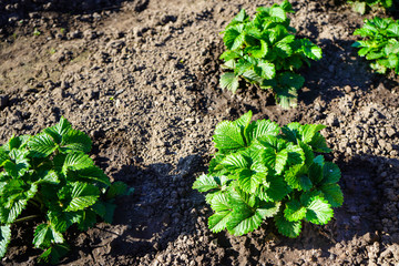 Strawberry bushes without berries and flowers in the garden.