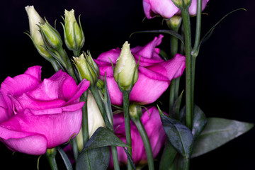 Eustoma, commonly known as lisianthus or prairie gentian, genus in the gentian family, macro with shallow depth of field 