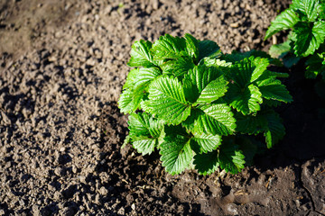 Strawberry bushes without berries and flowers in the garden.