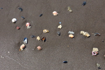 Macro of seashell shows beautiful detail