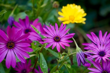 Fototapeta premium pink flower plant in the garden in summer, pink flowers in the nature