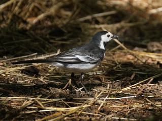 The white wagtail is a small passerine bird in the family Motacillidae, which also includes pipits and longclaws.