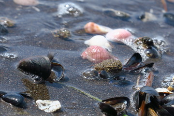 summer background. seashells on sand