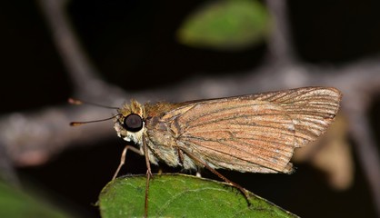 Ocola Skipper Butterfly (Panoquina ocola) roosting on a leaf at night in Houston, TX.
