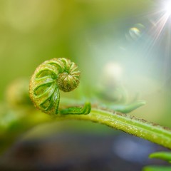 Fototapeta premium green fern plant leaf textured in the nature in summer, green background