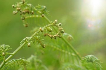 green fern plant leaf textured in the nature in summer, green background