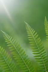 green fern plant leaf textured in the nature in summer, green background