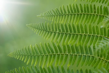 green fern plant leaf textured in the nature in summer, green background