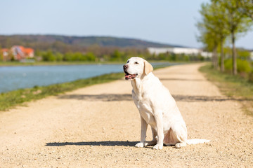 labrador is sitting on a path