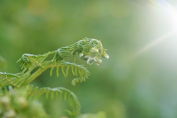 green fern plant leaf textured in the nature in summer, green background