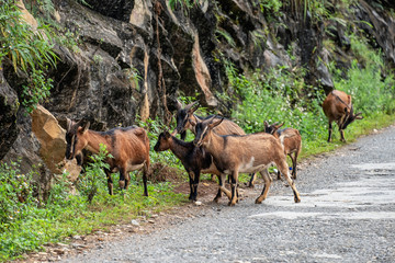 Fototapeta na wymiar Flock of brown goat are grazing grass in valley