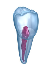 Dental root anatomy - Mandibular Second premolar tooth. Medically accurate dental 3D illustration