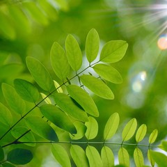 green tree leaves and branches in the nature in summer, green background