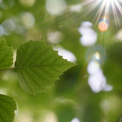 green tree leaves and branches in the nature in summer, green background