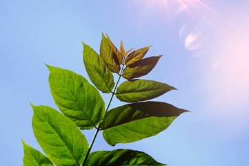green tree leaves and branches in the nature in summer, green background