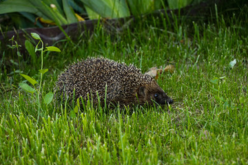 Hedgehog poses on the green grass