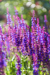 Naklejka premium Outdoor spring, blooming lavender , Salvia nemorosa，lavender