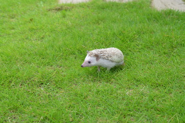 ヨツユビハリネズミ