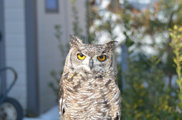 アフリカワシミミズク