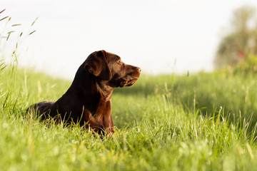 Chocolate brown labrador puppy in green field