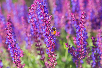 Outdoor spring, blooming lavender , Salvia nemorosa，lavender，bee
