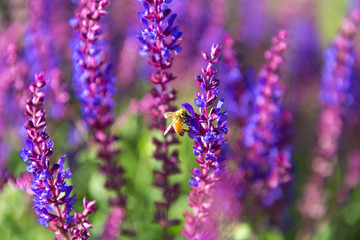 Outdoor spring, blooming lavender , Salvia nemorosa，lavender