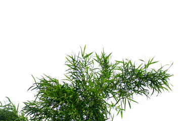 Bamboo leaves isolated on white background