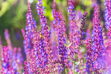 Outdoor spring, blooming lavender , Salvia nemorosa，lavender