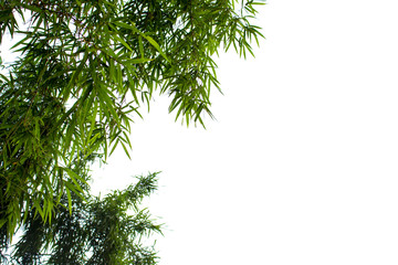 Bamboo leaves isolated on white background
