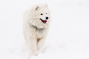 Young samoyed on a white snowy background