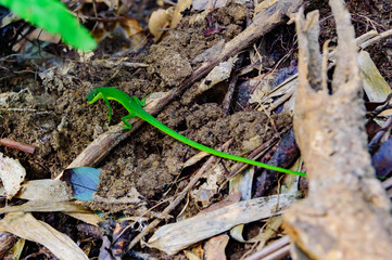 サキシマカナヘビ