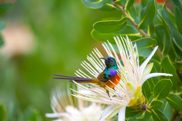 Southern Double Collared Sunbird, Kirstenbosch Gardens, Cape Town, South Africa