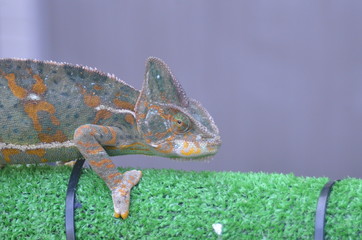 カメレオン