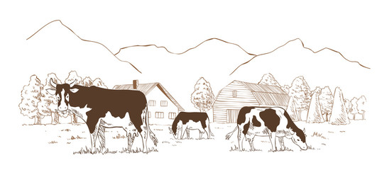 Dairy farm. Cows graze in the meadow. Rural landscape, village vintage sketch.