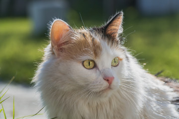 A portrait of a beautiful adult fluffy long-haired tri-colored cat with yellow eyes and pink nose on a blurred green background
