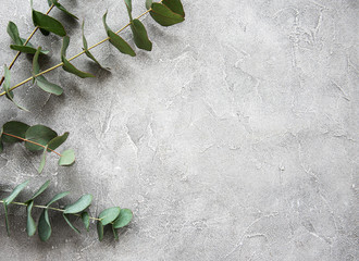 Eucalyptus branches on a concrete background