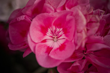 Fototapeta na wymiar Colorful petals from garden flowers. Macro photography.