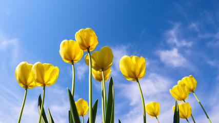 Beautiful yellow tulips in spring against blue sky with clouds. Floral background