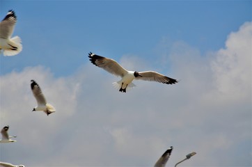 the seagull flying