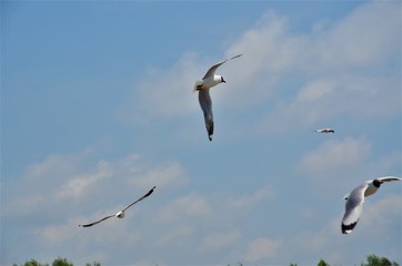 the seagull flying
