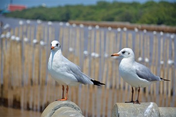 the seagull flying